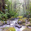 Going in the Wrong Direction’: More Tropical Forest Loss in 2019