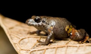 ristimantis bambu), a species new to science