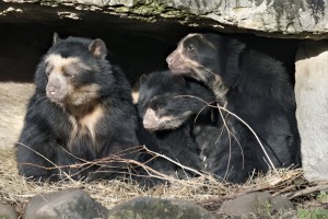 Family of Andean bears