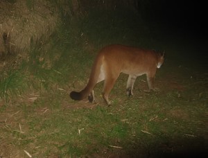 Puma; photo captured with a camera trap (credit: ESL program, Penn State University)