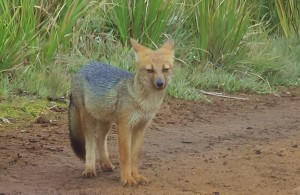 Andean fox (Lycalopex culpaeus), a predator of rabbits, wild guinea pigs, and smal