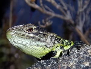 Peracca's short tail iguana (Stenocercus festae)