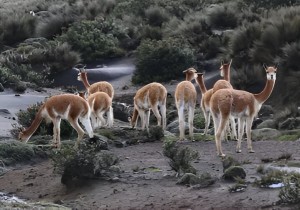 Part of a vicuña (Vicuña vicuña) bachelor herd, Chimborazo Faunal Reserve