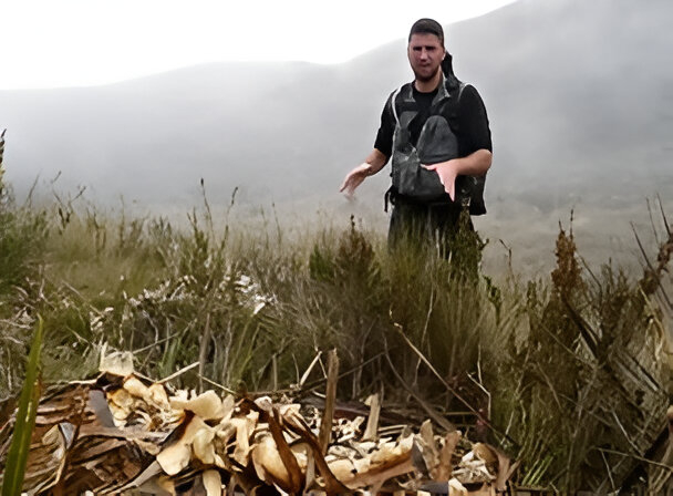 A bear researcher examines a Puya plant consumed by the Andean bear.