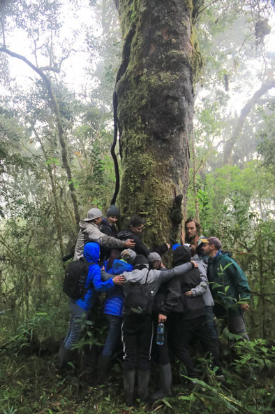 Students from Penn State University hug a Podocarpus tree.